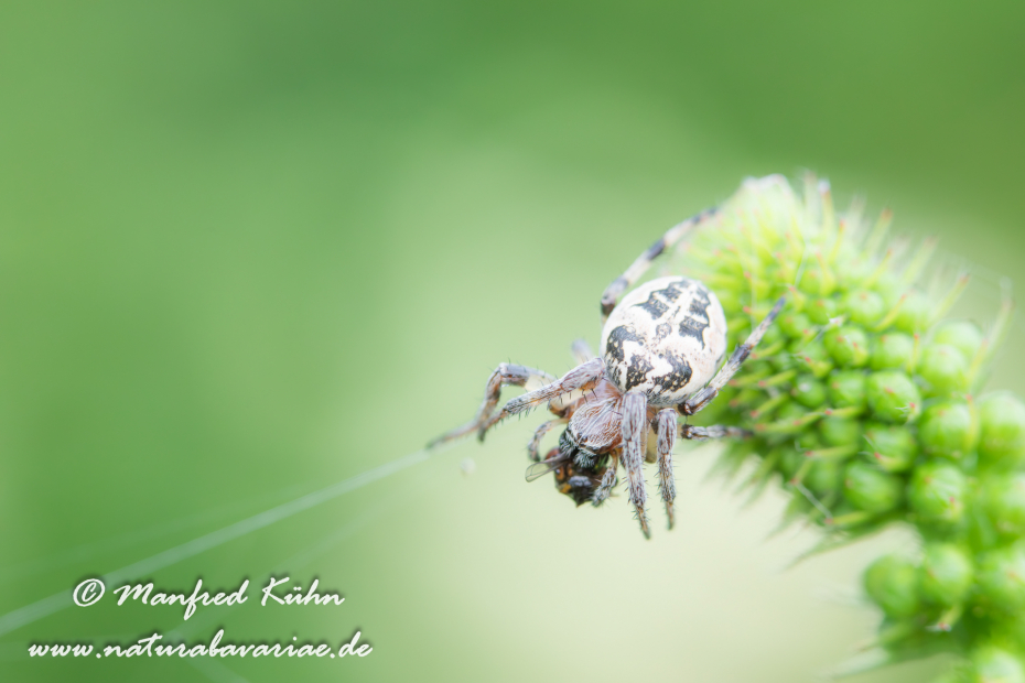 Schilfradspinne ()_0007