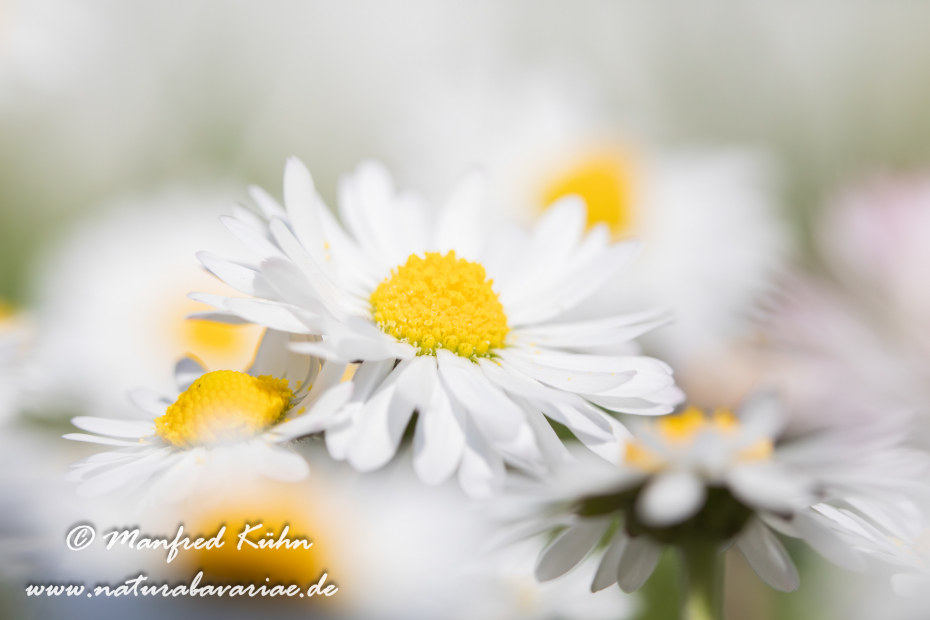 Gänseblümchen ()_0001