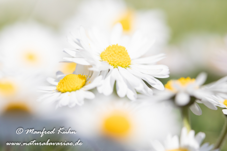 Gänseblümchen ()_0003