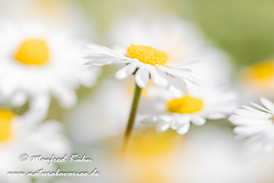 Gänseblümchen ()_0006