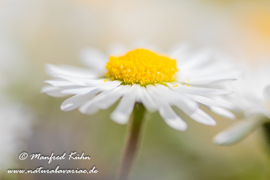Gänseblümchen ()_0007
