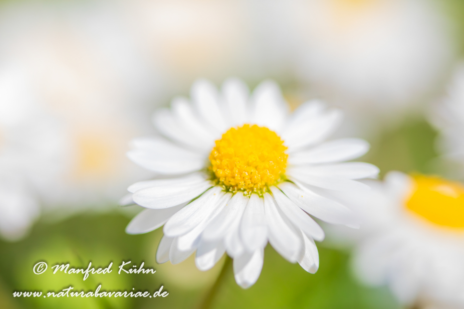 Gänseblümchen ()_0014
