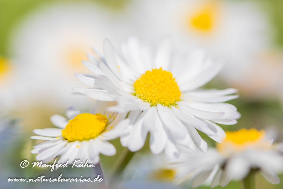 Gänseblümchen ()_0017
