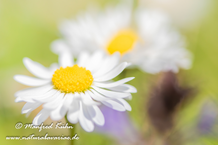 Gänseblümchen ()_0023