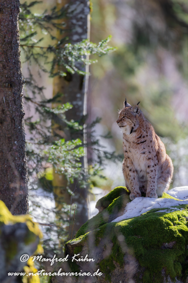 Luchs (Europäischer)_0076
