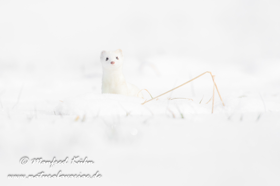 Hermelin ()_0089