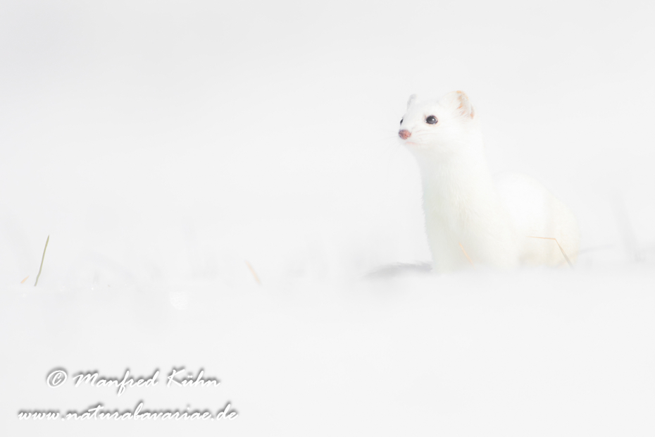 Hermelin ()_0100