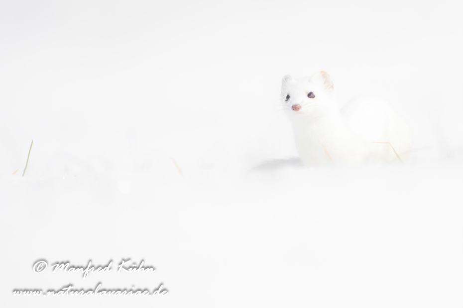 Hermelin ()_0156