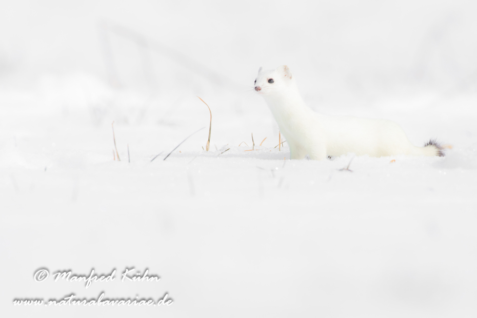 Hermelin ()_0171