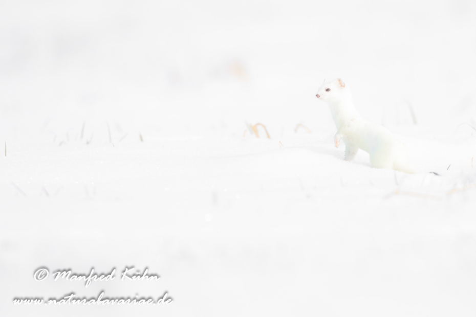 Hermelin ()_0197