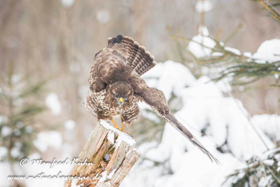 Mäusebussard ()_0038