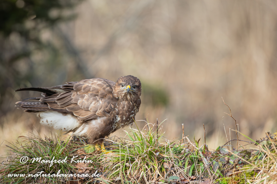 Mäusebussard ()_0139