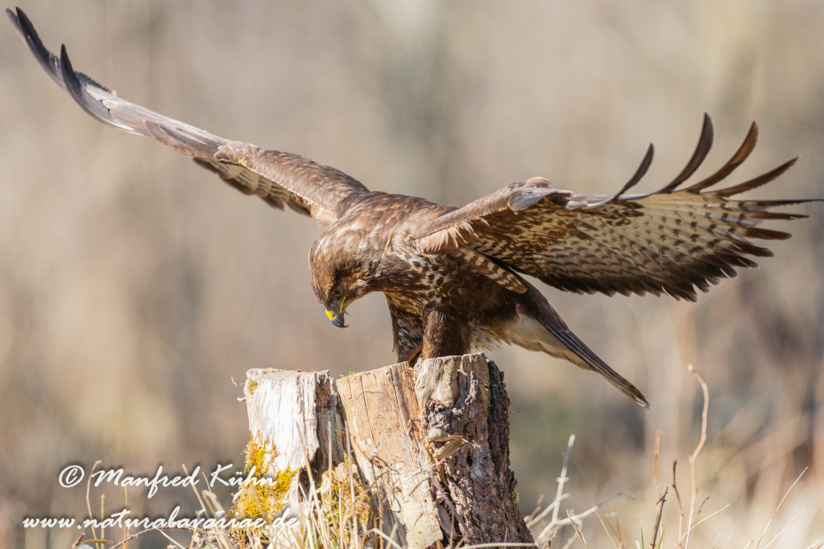 Mäusebussard ()_0164