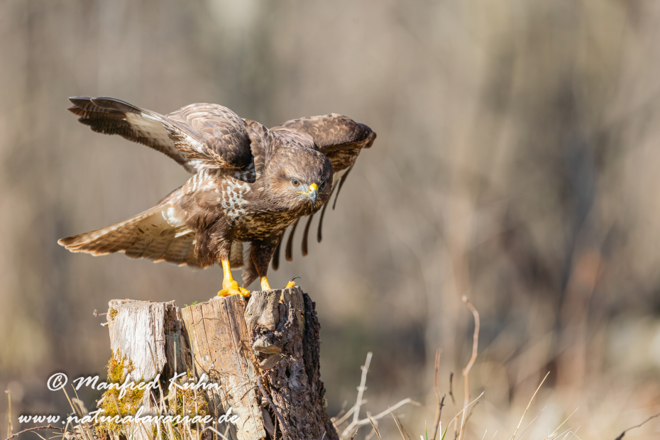 Mäusebussard ()_0166