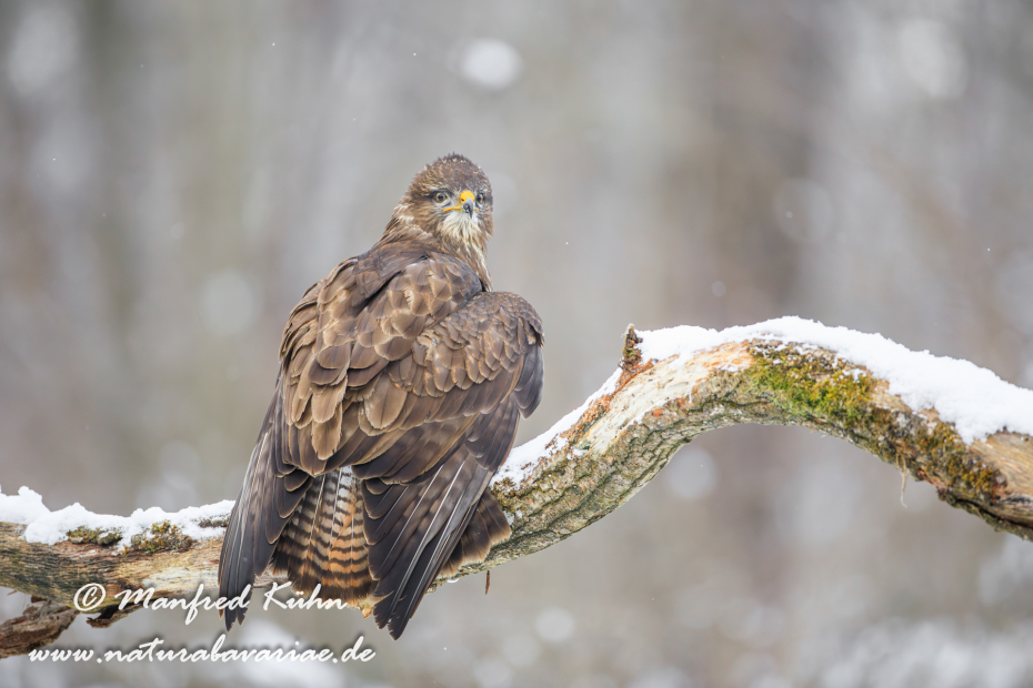 Mäusebussard ()_0167