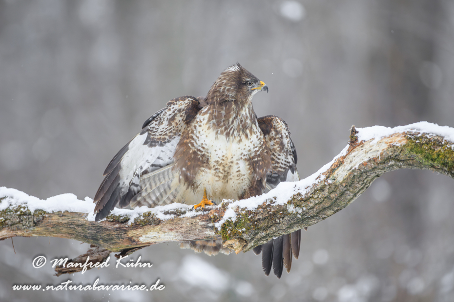 Mäusebussard ()_0169