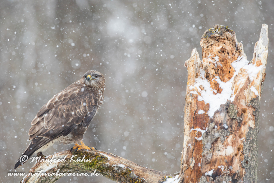 Mäusebussard ()_0182