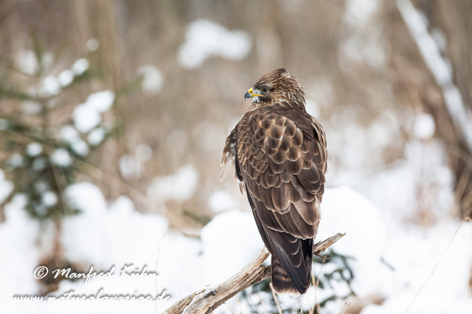 Mäusebussard ()_0023