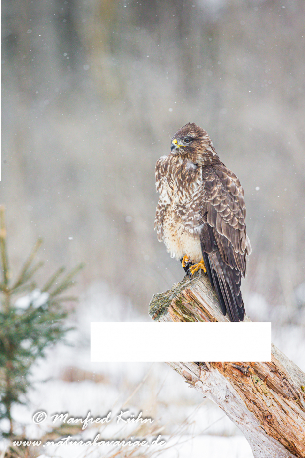 Mäusebussard ()_0059