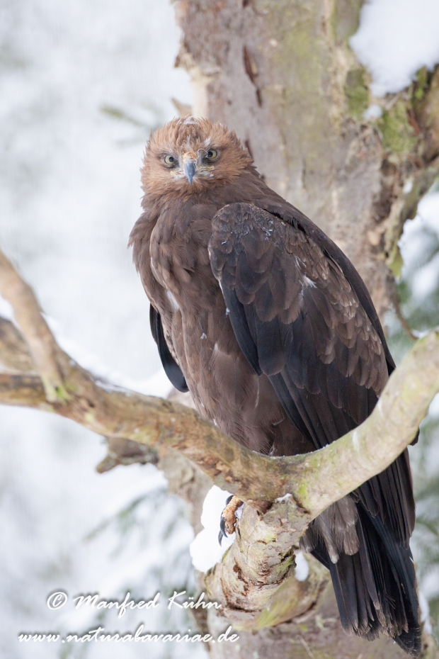 Schreiadler ()_0002