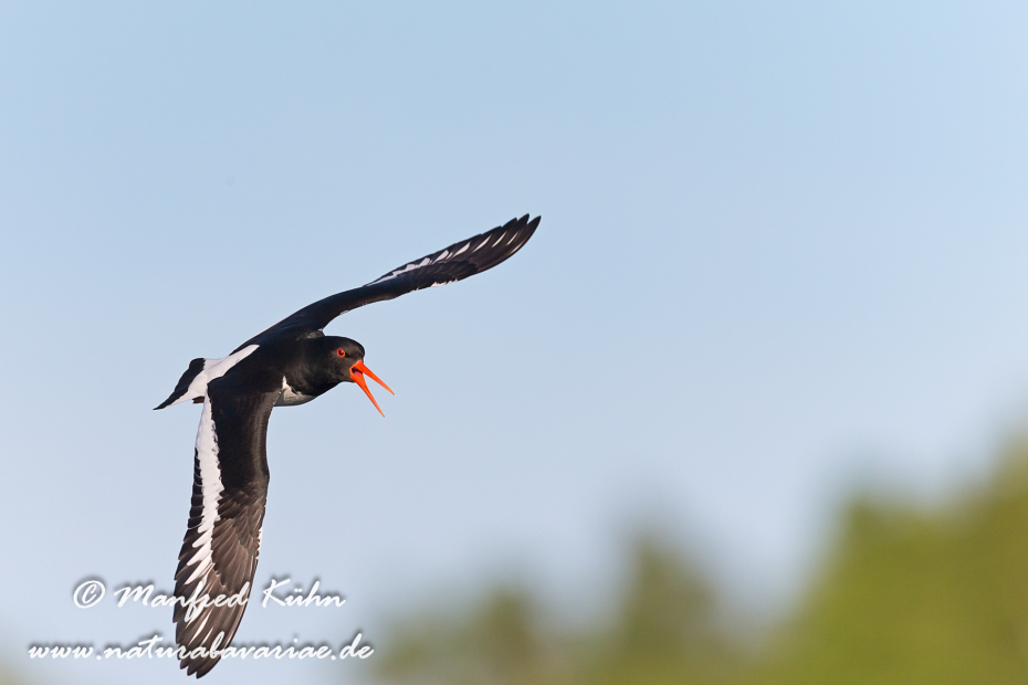 Austernfischer ()_0026