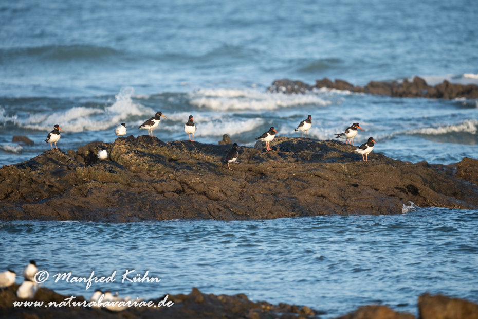 Austernfischer ()_0091