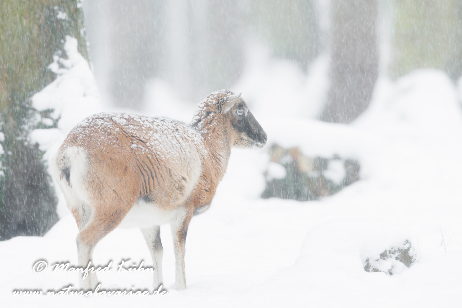 Mufflon ()_0003