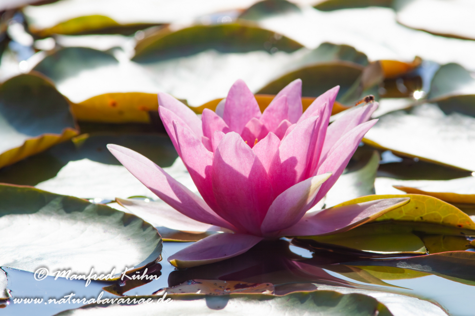 Seerose (Gartenhybride)_0003