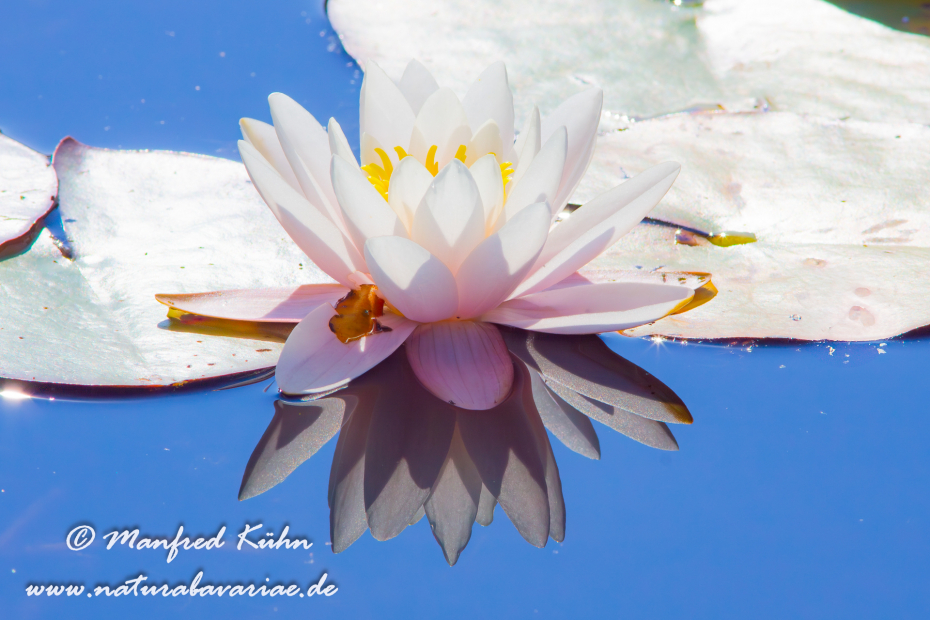 Seerose (Gartenhybride)_0007