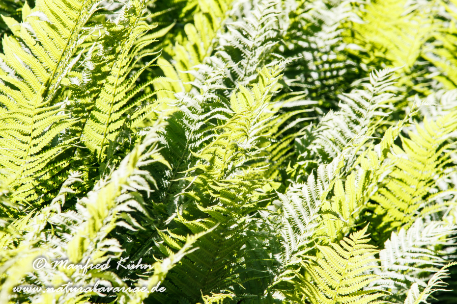 Farnblätter ()_0011