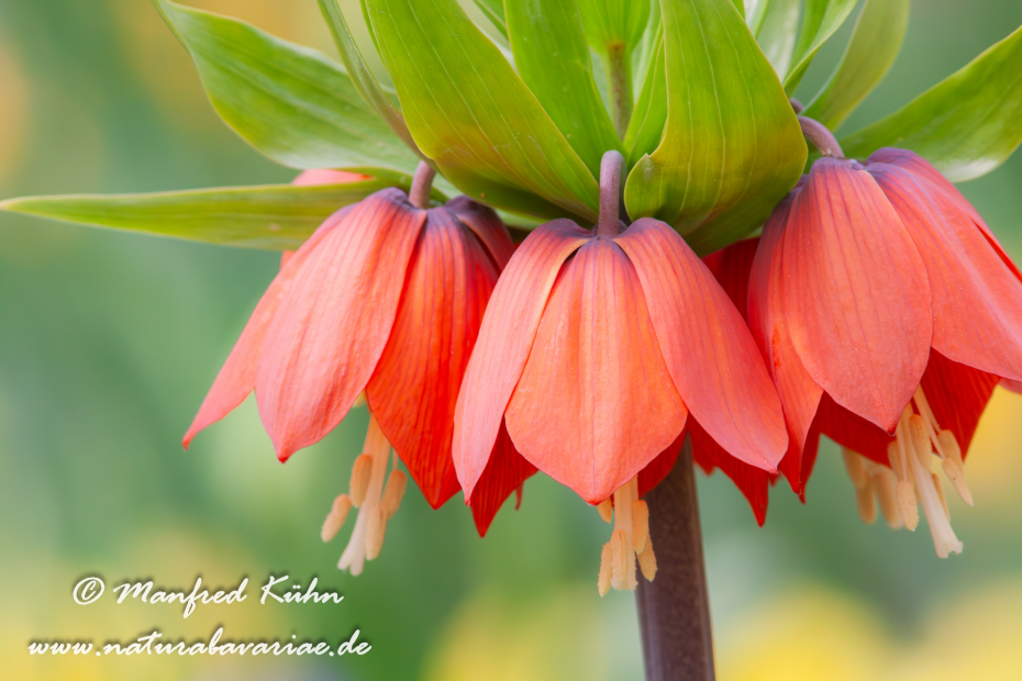 Kaiserkrone (Fritillaria)_0002