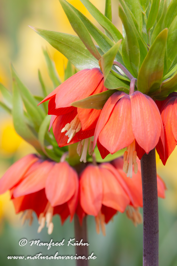 Kaiserkrone (Fritillaria)_0003