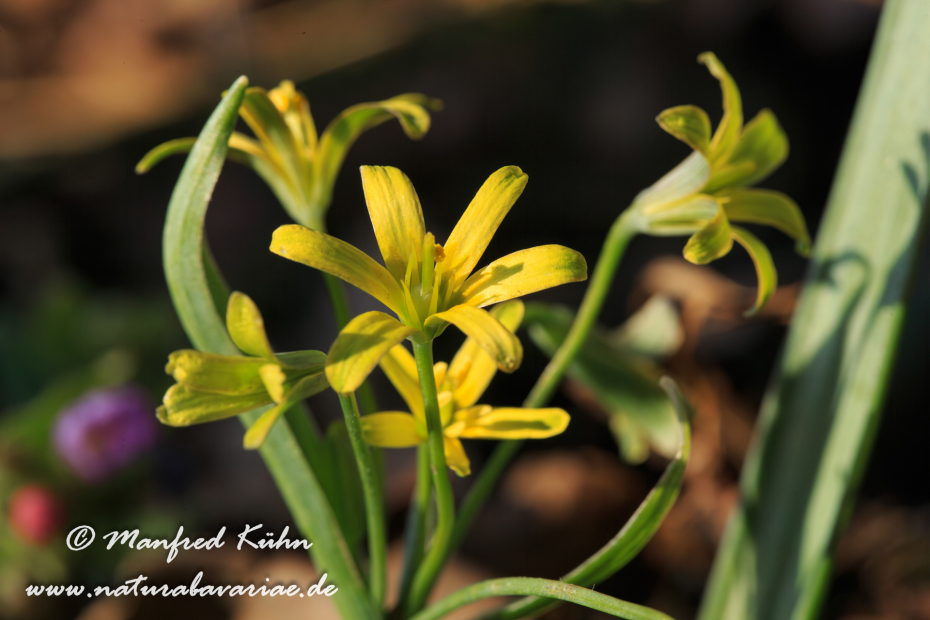 Gelbstern (Wald-)_0015