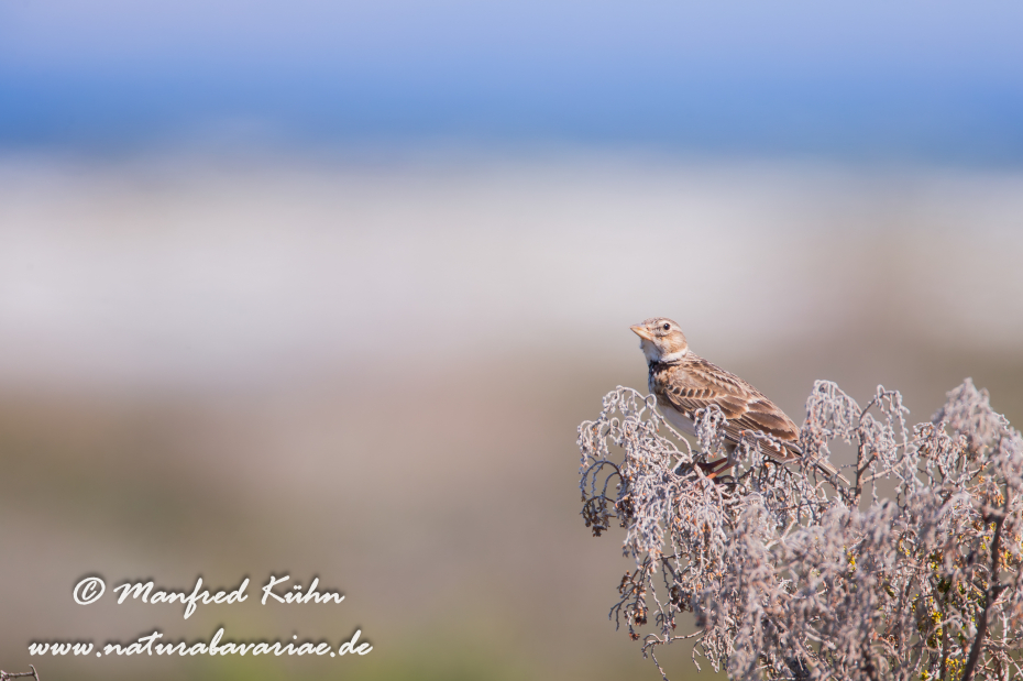 Kalanderlerche ()_0004