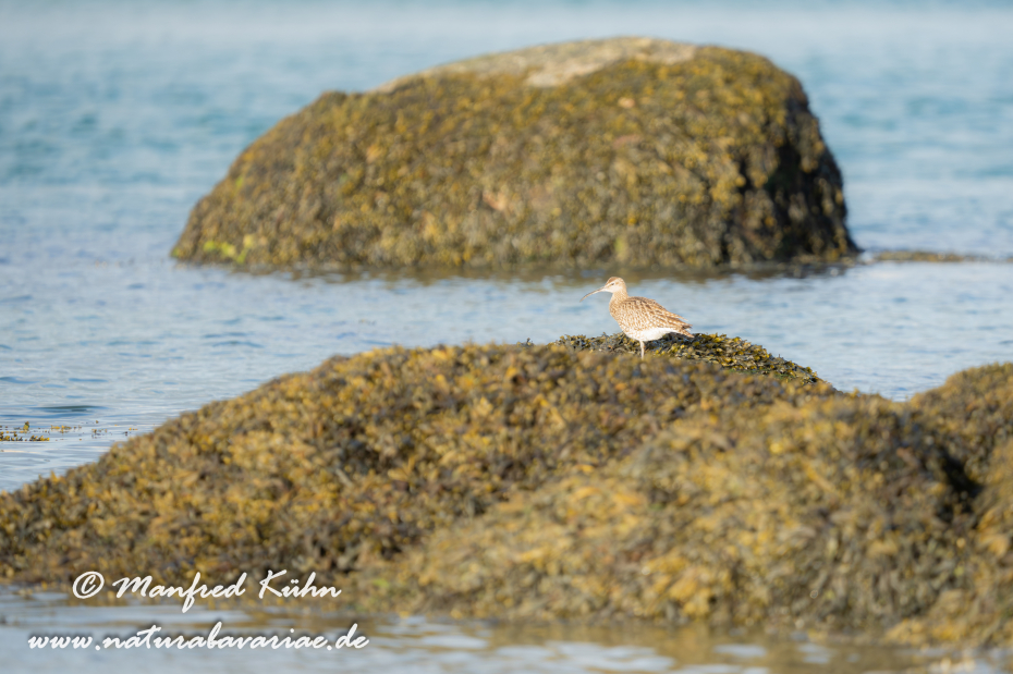 Regenbrachvogel ()_0040