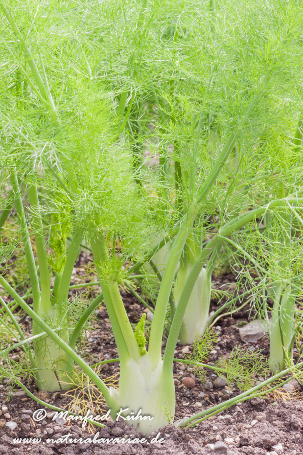 Fenchel (Knollen-)_0003