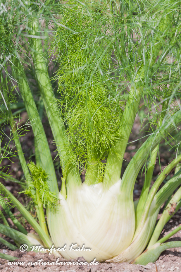 Fenchel (Knollen-)_0007