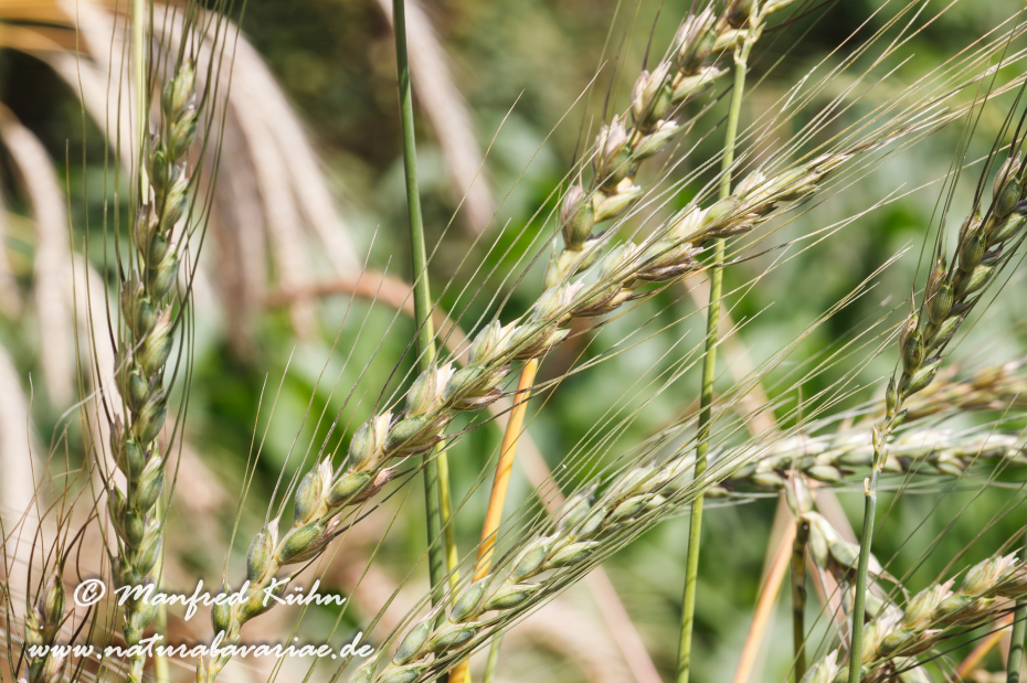Dinkel (blauer)_0002