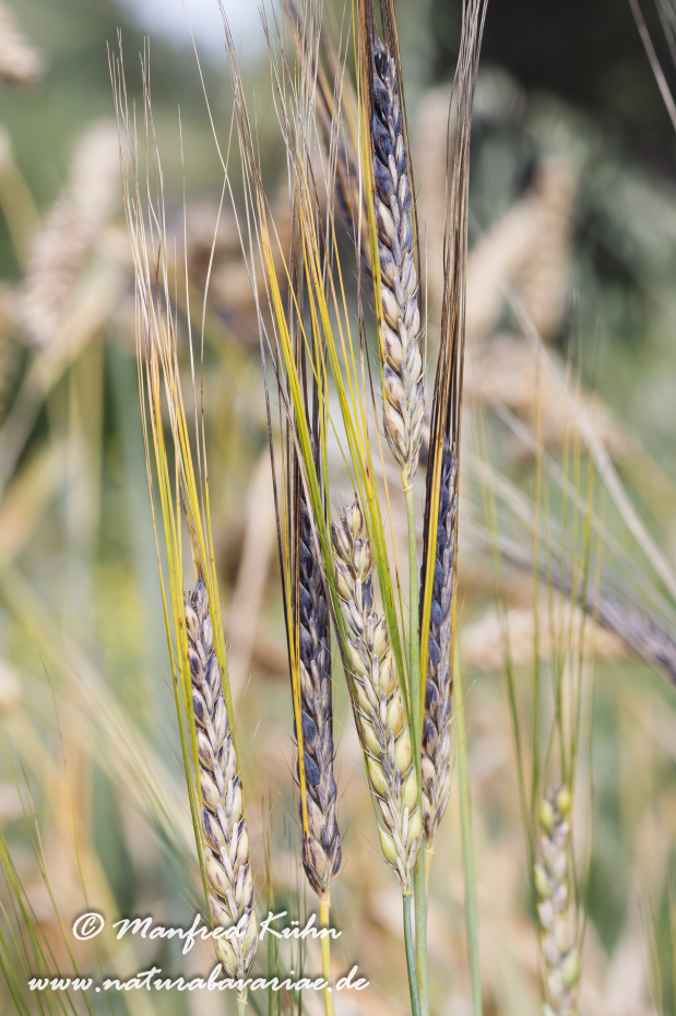 Gerste (Persische)_0001