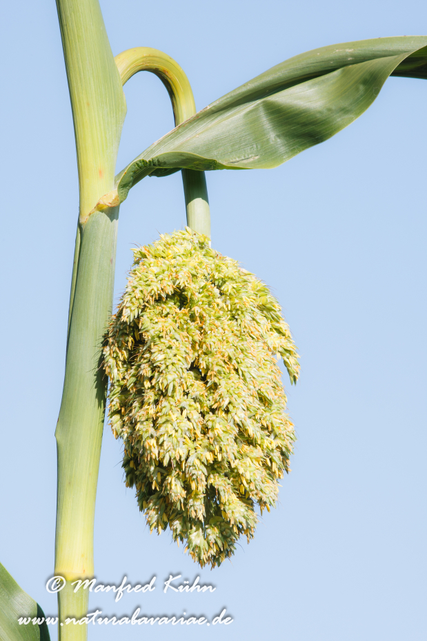 Hirse (gewöhnliche-Mohrenhirse)_0005