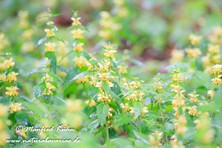 Taubnessel (gewöhnliche)_0006