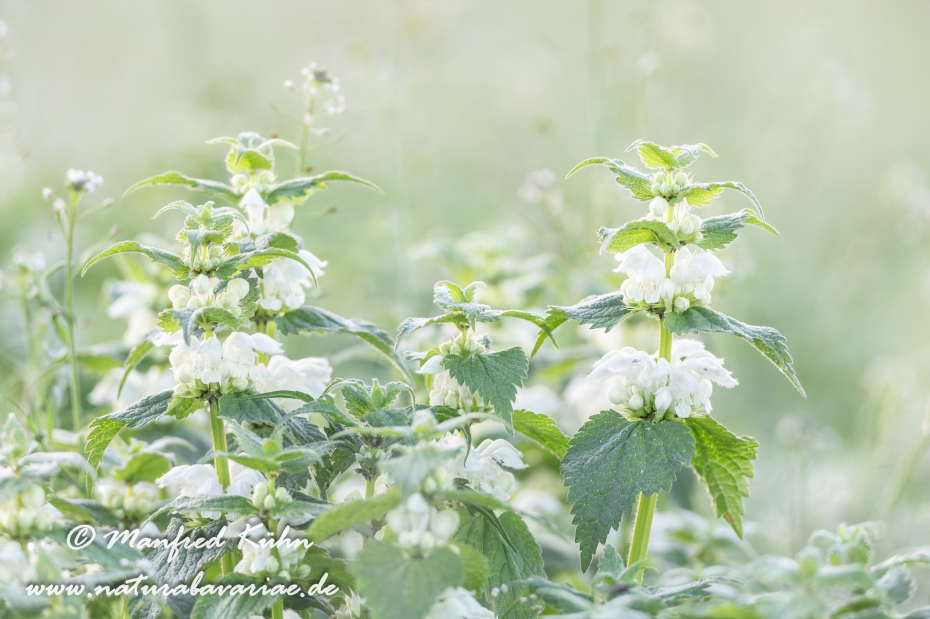 Taubnessel (Weisse)_0007