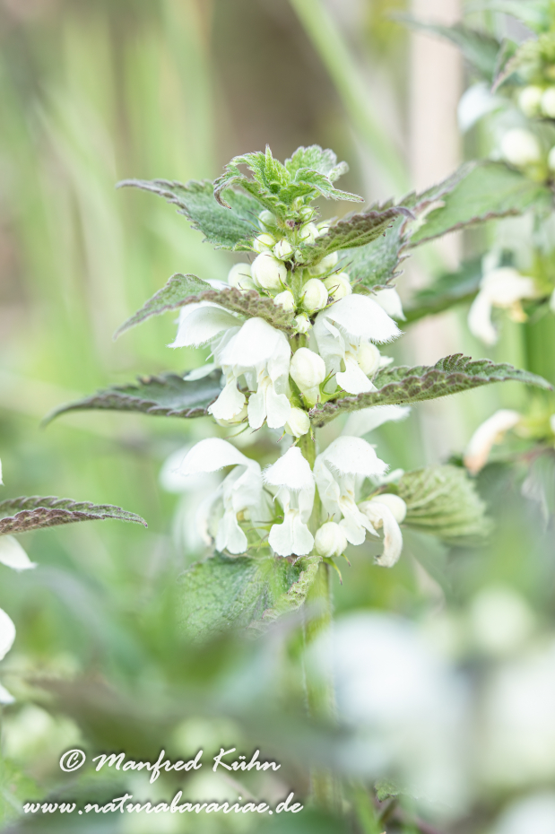 Taubnessel (Weisse)_0018