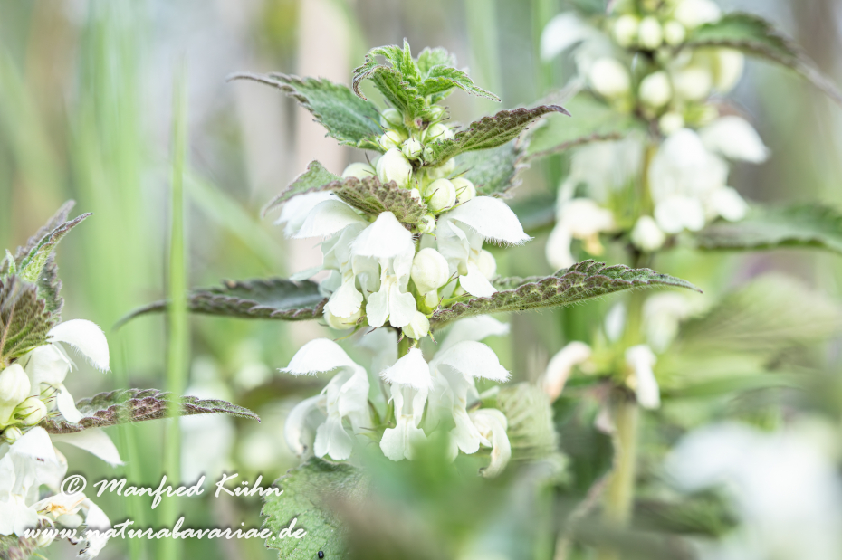 Taubnessel (Weisse)_0019
