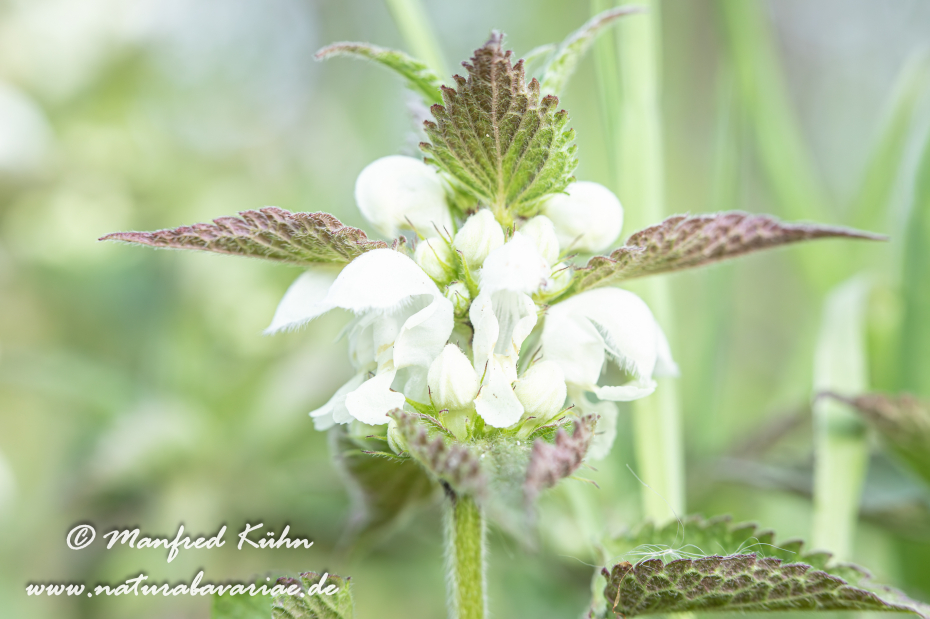 Taubnessel (Weisse)_0023