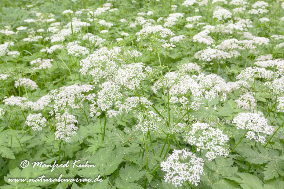 Meisterwurz ()_0005