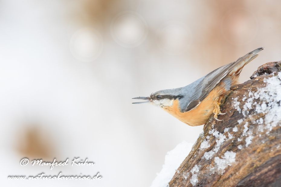 Kleiber ()_0036