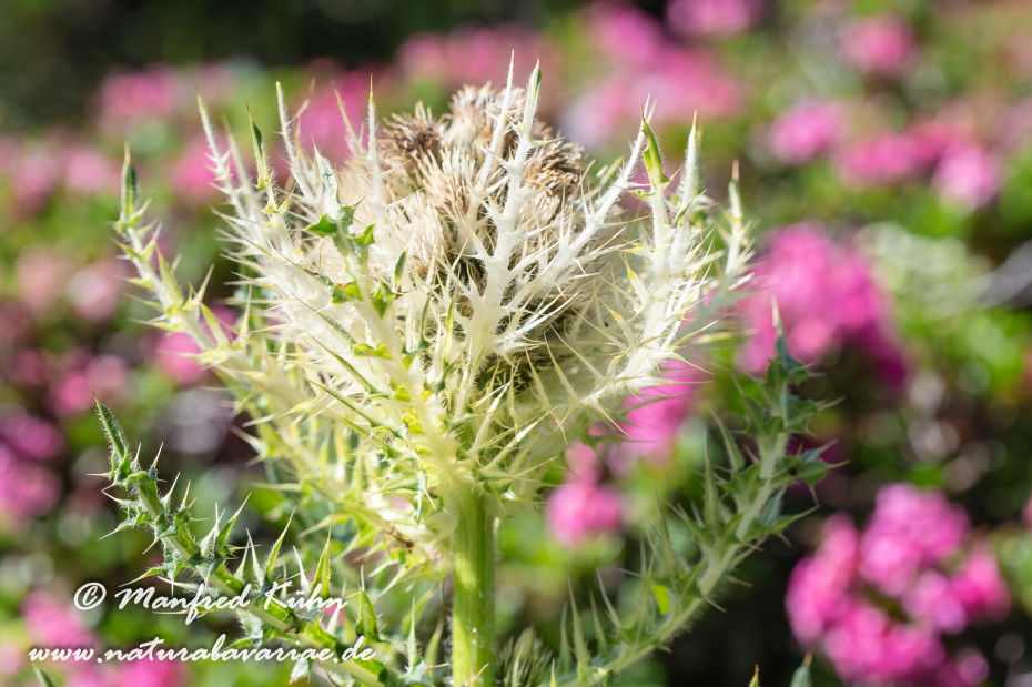 Kratzdistel (Alpen-)_0001