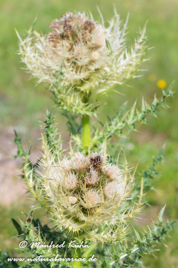 Kratzdistel (Alpen-)_0005