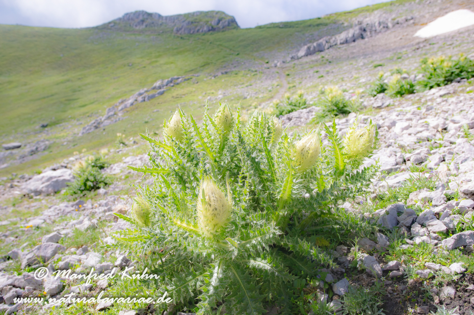 Kratzdistel (Alpen-)_0010